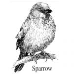 the-sparrow